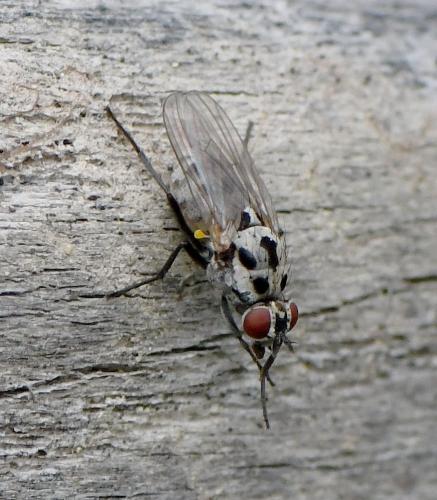 Anthomyia pluvialis